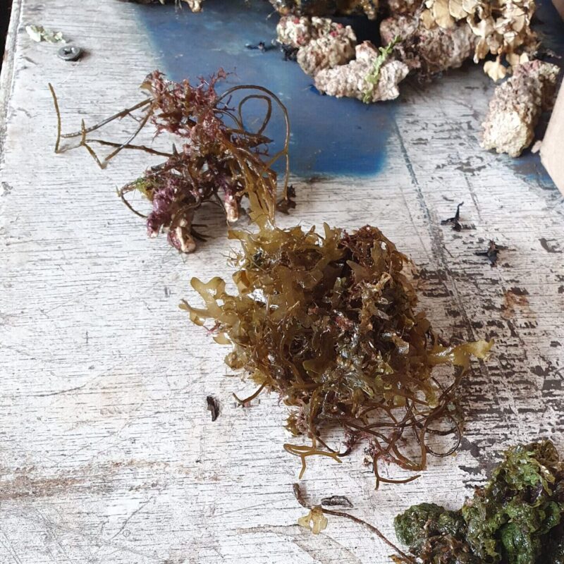 Les sacs sont triés pour ne garder que la Turbinaria (on y trouve des restes de substrats et d’autres types d’algues)